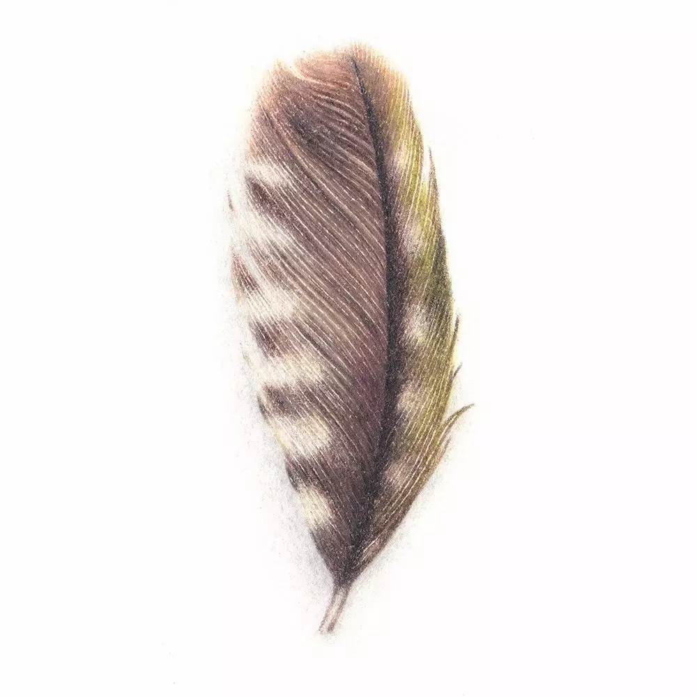 Green Woodpecker Feather Coloured Pencil Illustration
